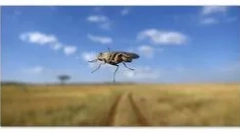 Boala somnoros africană